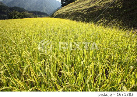 収穫期の水田 収穫期の水田 1631882