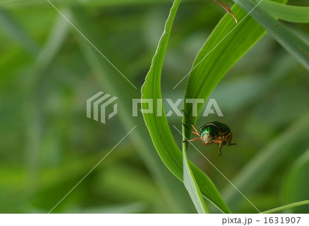 コガネムシ 1631907