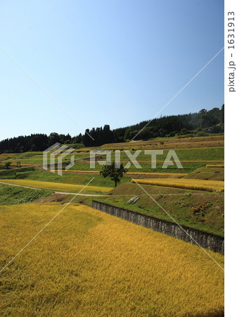 収穫期の棚田 1631913