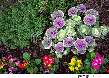 葉牡丹のある花壇の写真素材