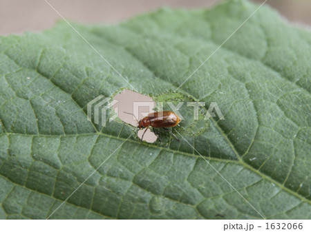 ウリハムシ 1632066