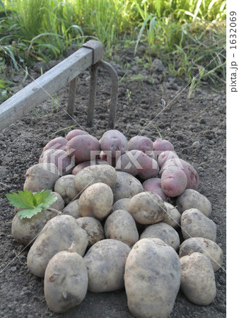 ジャガイモの収穫 1632069