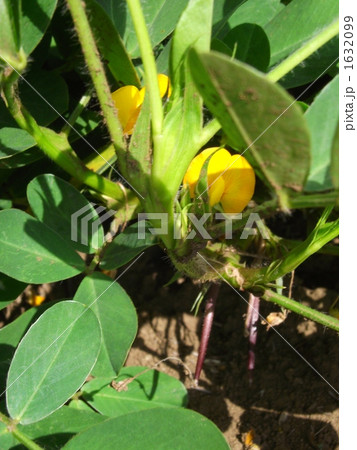 ピーナッツの花が咲き,地面に突き刺さる ピーナッツの花が咲き,地面に突き刺さる 1632099