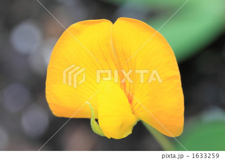 落花生 落花生 1633259