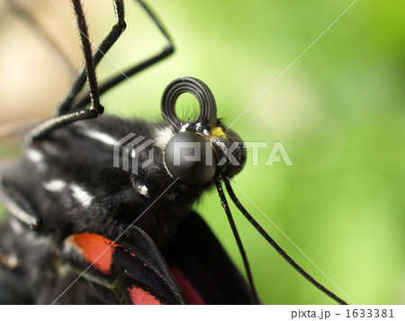 ナガサキアゲハの顔アップ ナガサキアゲハの顔アップ 1633381