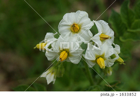 可憐なワルナスビ 可憐なワルナスビ 1633852