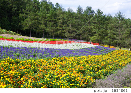 富良野の花畑 富良野の花畑 1634861
