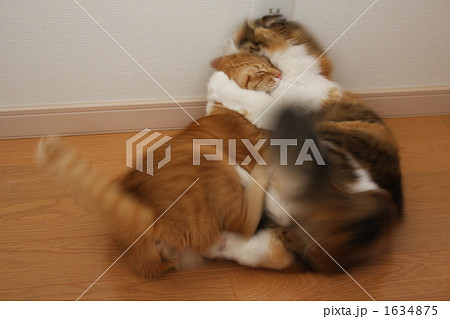 がっぷり四つ がっぷり四つ 1634875