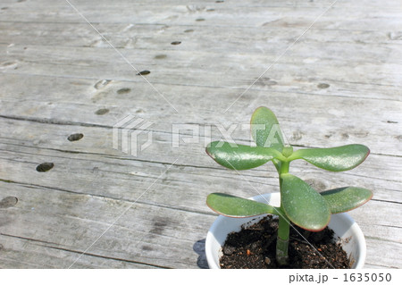 苗 苗木 (新緑 生命 茎 発芽 植物 若葉) 1635050