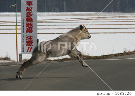 カモシカくん 危ないよ カモシカくん 危ないよ 1635520
