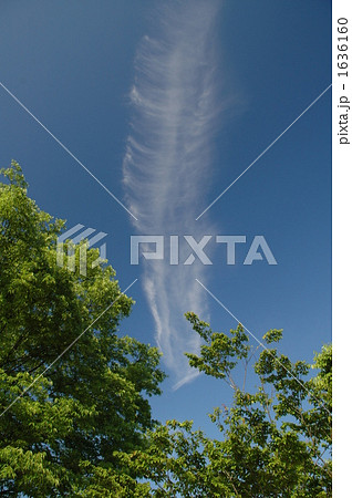 魚の骨のような雲の写真素材 [1636160] - PIXTA