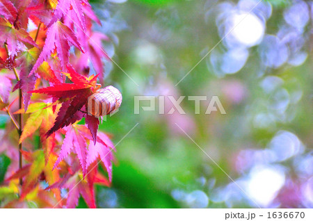 紅葉とセミの抜け殻 1636670