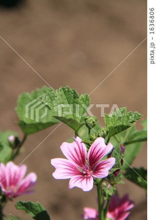 ゼニアオイ 1636806