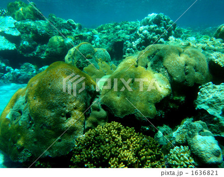 海中公園の珊瑚 1636821