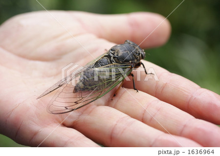 手乗りクマゼミ 1636964