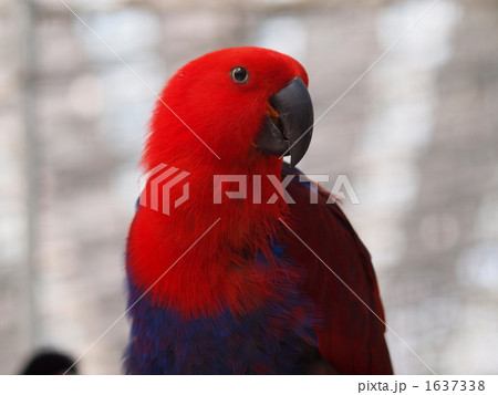 オオハナインコの横顔 オオハナインコの横顔 1637338