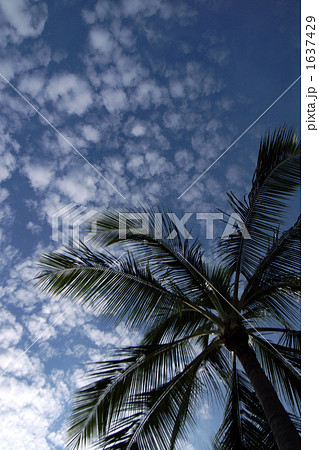 ニューカレドニアのやしの木と空 1637429