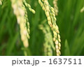 稲 1637511