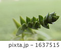 多肉植物 1637515