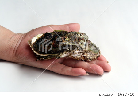 生牡蠣　手のひらの牡蠣 1637710