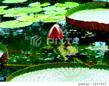 オニバスの池 1637925