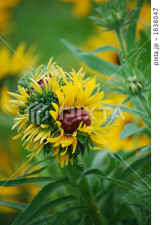 ユニークなルドベキア 1638047