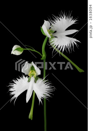 サギソウ 1638094