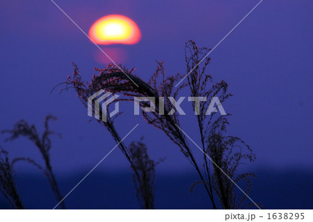 夕暮れ時のススキ 1638295