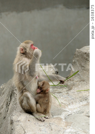 猿の親子 1638375