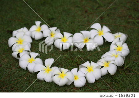 ハート型のプルメディア 1639201