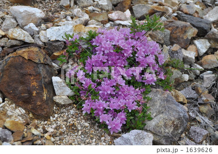ミヤマキリシマ 1639626