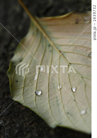 落ち葉についた水滴 1639732