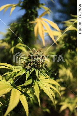初めて見た大麻 1639850