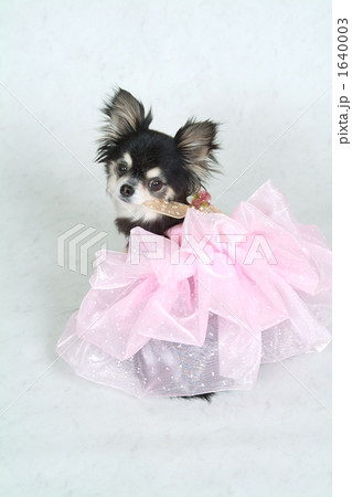 蝶ちょ 蝶ちょ 1640003