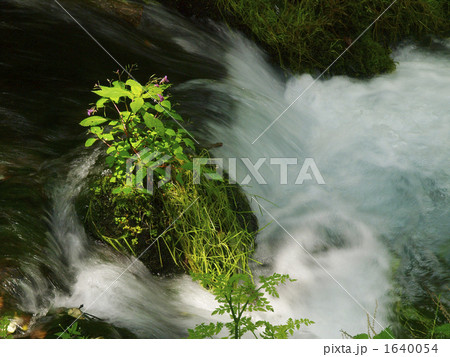 木漏れ日の渓谷 1640054