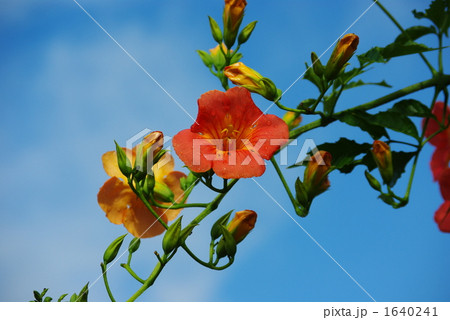 青空とノウゼンカズラ 青空とノウゼンカズラ 1640241