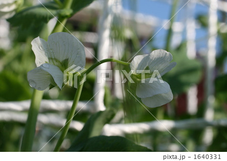 豆の白い花 1640331