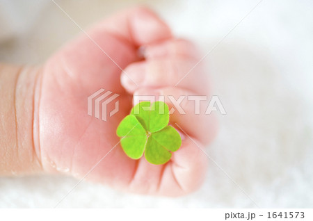 赤ちゃんの手とクローバー 1641573