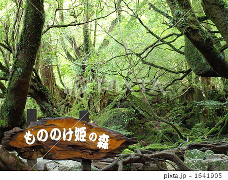 屋久島 白谷雲水峡のもののけ姫の森の写真素材