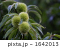 栗 1642013