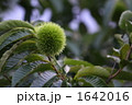 栗 1642016