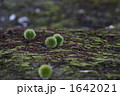栗 1642021