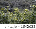 栗 1642022