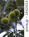 栗 1642024