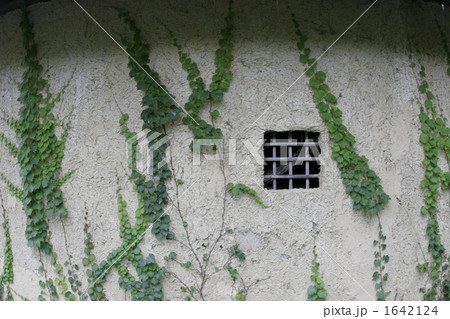 蔦と土壁 1642124