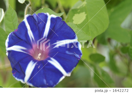 待ちに待った開花 1642272