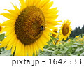 1642533