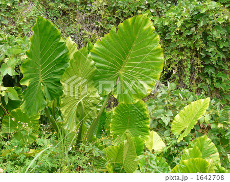 クワズイモ 1642708