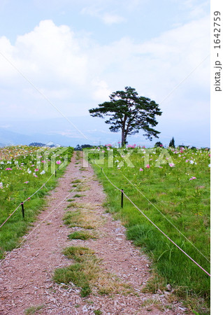 一本道 一本道 1642759