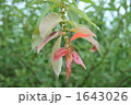 綺麗な雑草 1643026